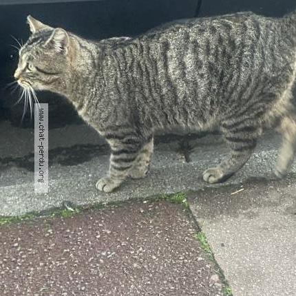 Photo 1/2 Found cat Found in Tourcoing