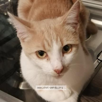 Photo 1/1 SYBEL Chat lost in Salbris