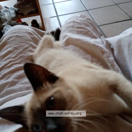 Photo 1/1 Valhalla Chat lost in Breuil la reorte