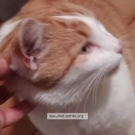 Photo 1/1 Found cat Found in Villette d anthon