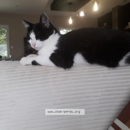 Photo 1/1 Vitamine Chat lost in Champigne haut anjou