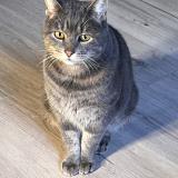 Picture of cat found at Lyon