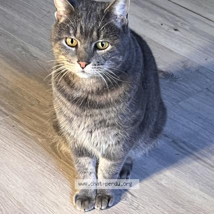 Photo 1/1 Found cat Found in Lyon