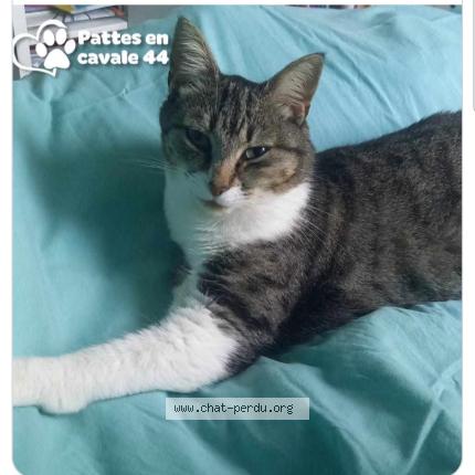 Photo 1/1 Topaze Chat lost in Pontchateau