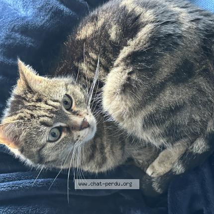 Photo 1/1 Myla Chat lost in Rhode saint genese