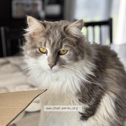 Photo 1/1 Lixy Chat lost in Saintes