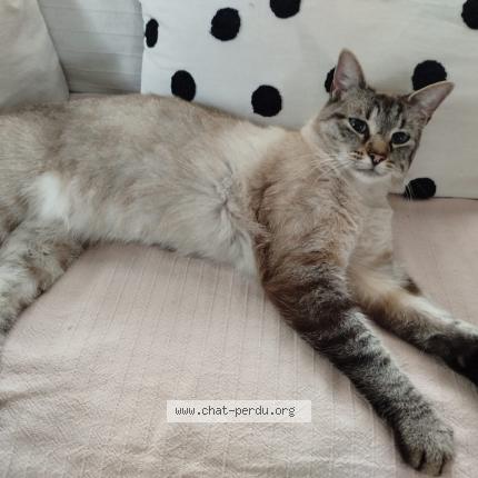 Photo 1/1 Snow Chat lost in Negreville