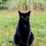 Picture of cat lost at Coublevie