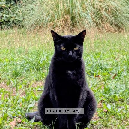 Photo 1/1 Titounet Chat lost in Coublevie