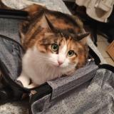 Picture of cat lost at Ternay