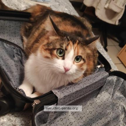 Photo 1/1 Shana Chat lost in Ternay