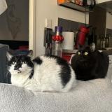 Picture of cat lost at Marseille