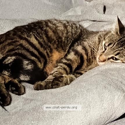 Photo 1/1 Justin Gomez Chat lost in Bilieu