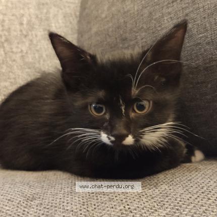 Photo 1/1 Pepper Chat lost in Chassieu