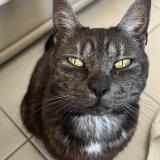 Picture of cat lost at Vireux Wallerand