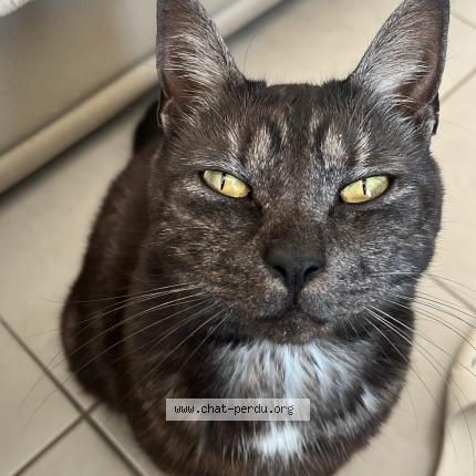 Photo 1/1 Calou Chat lost in Vireux wallerand