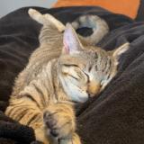 Picture of cat lost at Saint Christophe