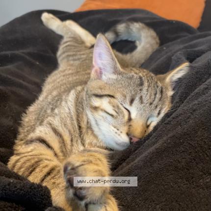 Photo 1/1 Jager Chat lost in Saint christophe