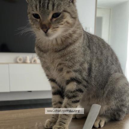 Photo 1/1 Muezza Chat lost in Saint martin belle roche