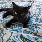 Picture of cat lost at Dijon