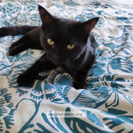 Photo 1/2 Tornade Chat lost in Dijon