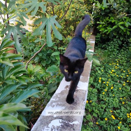 Photo 2/2 Tornade Chat lost in Dijon