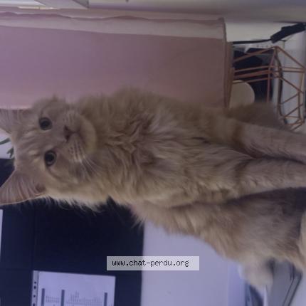 Photo 1/1 Simba Chat lost in Mauguio