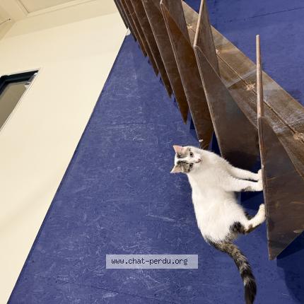 Photo 1/1 Gaïa Chat lost in Orgueil