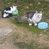 Picture of cat found at Romulus