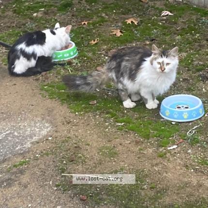 Photo 1/1 Found cat Found in Romulus