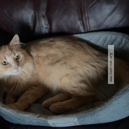 Photo 1/1 Found cat Found in Sherwood park