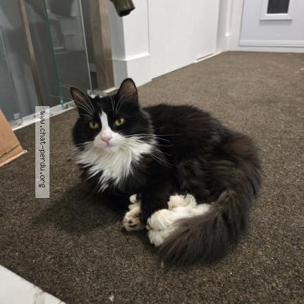 Photo 1/1 Chachat Cat lost in Longueuil