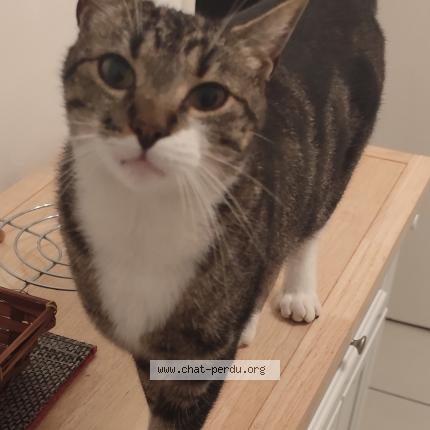 Photo 1/1 Ricou Chat lost in Niort