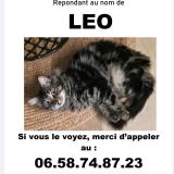 Picture of cat lost at Marseille