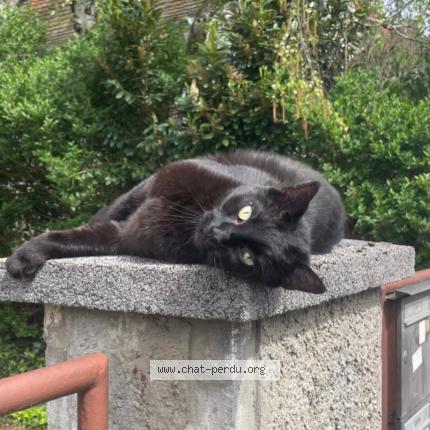 Photo 1/1 Koyo Chat lost in Strasbourg