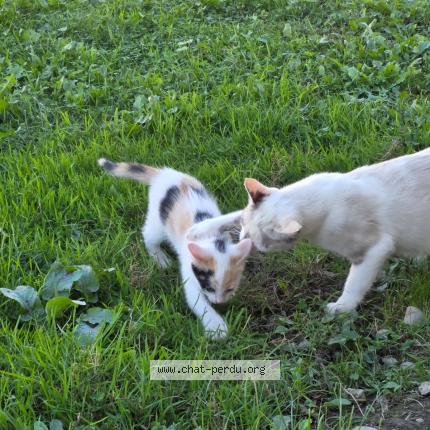 Photo 1/1 Mimi Chat lost in Martres tolosane