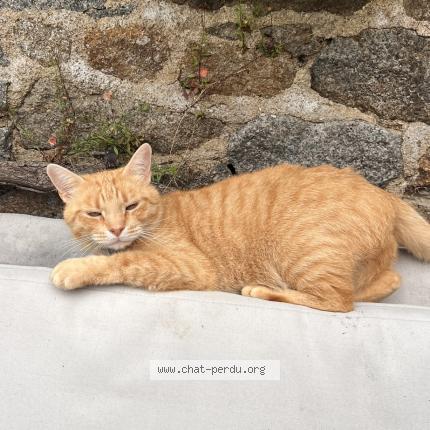 Photo 1/1 zig Chat lost in Saint brieuc