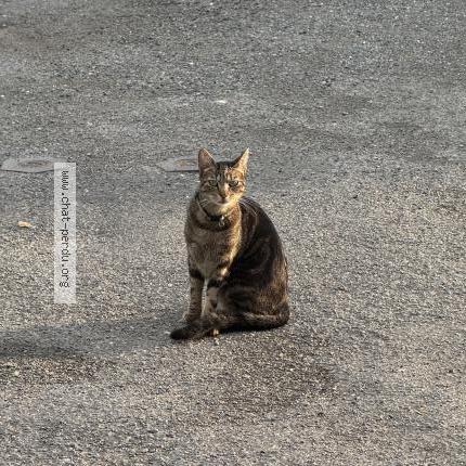 Photo 1/1 Zio Chat lost in Neuvicq le chateau