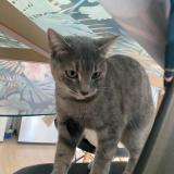 Picture of cat found at Toulouse