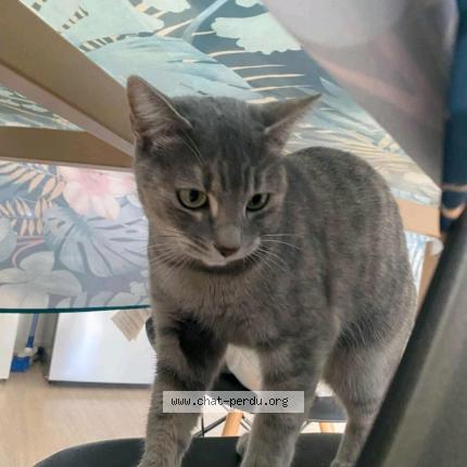 Photo 1/1 Found cat Found in Toulouse