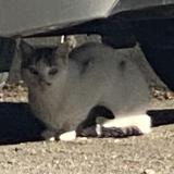 Picture of cat found at Grabels