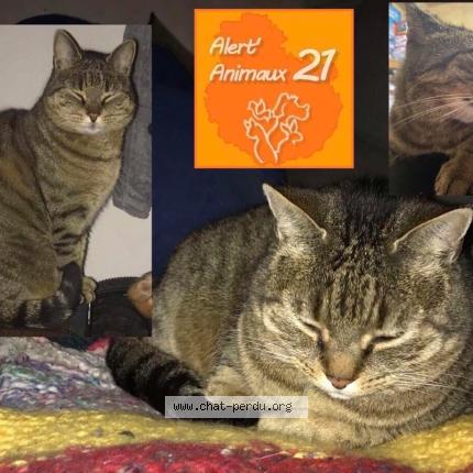 Photo 1/1 Jack Chat lost in Longvic