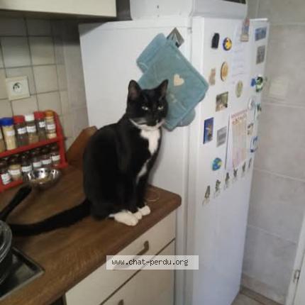 Photo 1/1 Bagheera Chat lost in Nivelles