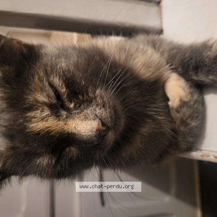 Photo 1/1 Duran Ildiz Chat lost in St etienne