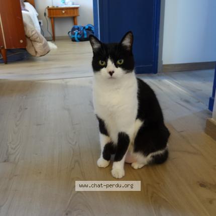 Photo 1/1 Mao Chat lost in Montauban