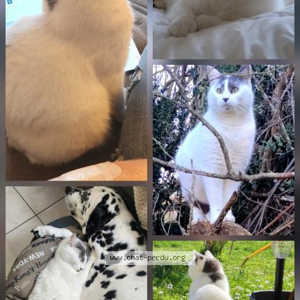 Photo 1/1 Chacha Chat lost in Thesee