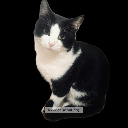 Photo 1/1 TITI Chat lost in Anjou