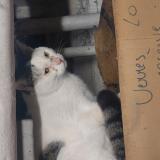 Picture of cat found at Saive