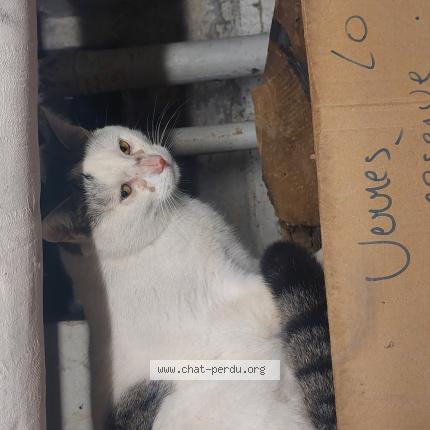 Photo 1/1 Found cat Found in Saive