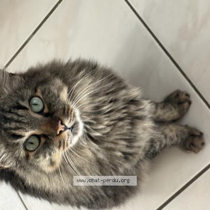 Photo 1/1 Filou Chat lost in Nimes